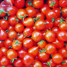 Piccolo Cherry Tomato Seeds Garden USA Shipping - $5.44