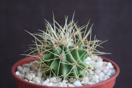 Ferocactus glaucescens exotic rare blue barrel cacti outdoor plant cactus 4&quot; - £12.17 GBP