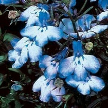 200 Seeds Blue Splash Lobelia Regatta Blue &amp; White Erinus Flower - £13.41 GBP