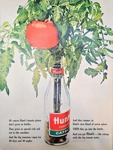 Hunts Tomato Catsup Plant bottle Tomato-1963 Vintage Print Ad - $10.50