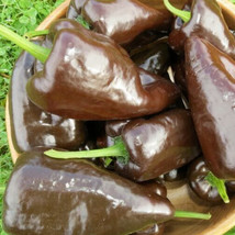 AD Mulato Isleno Pepper Seeds 30 Vegetable Chocolate Poblano Home Garden - $13.26