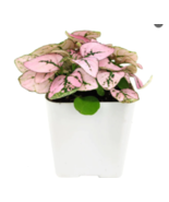 Live Plant Hypoestes Pink Splash Live Potted House Plants Air Purifying - £15.65 GBP