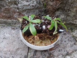 Nepenthes madagascariensis medium size plant, 1 plant - £20.29 GBP