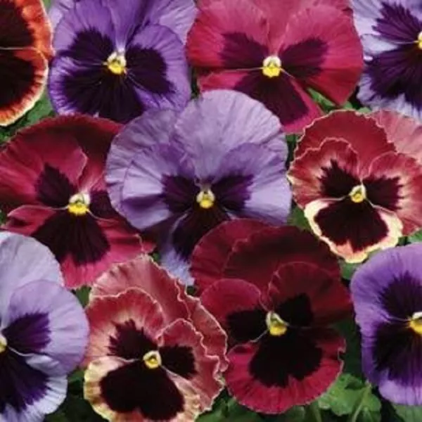 Pansy Seeds Pansy Matrix Coastal Sunrise Mix 25 Seeds Extra Large Flowers Fresh  - £9.19 GBP