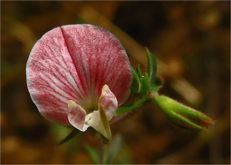 Lotus purshianus (Spanish Clover) and Meadows Grass 3 oz Seeds Organic B... - $27.20