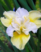 20 Yellow And White Iris Siberica Seeds Flower Drought And Frost Hardy - £14.42 GBP