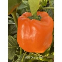 25 Seeeds Aps Orange Bell Pepper Fresh Seeds - $10.50