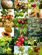FRUIT TREE MIX  sweet edible plant tree fragrant TROPICAL fruit seed -15 seeds - $8.99