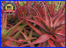 100 Seeds Red Aloe Vera - ALOE CAMERONII- Herbal Succulent Plant Seeds - £23.12 GBP