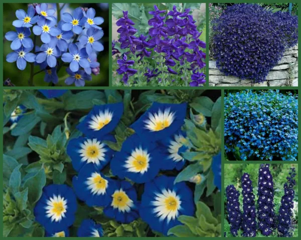I&#39;Ve Got The Blues Too Blue Flowers Special 6 Full Size Packs Blue Flowers Fresh - £15.98 GBP