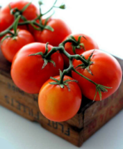 35 Pc Seeds Bush Beefsteak Tomato Vegetable Plant, Tomato Seeds for Planting |RK - £13.23 GBP