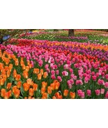 HUGE WALL MURAL of Tulips, tulips, tulips, 13&#39;6&quot; x 8&#39; Murals Your Way - £307.73 GBP