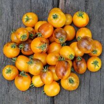 15 Golden Hour Micro Dwarf Tomato Seeds  - $3.99