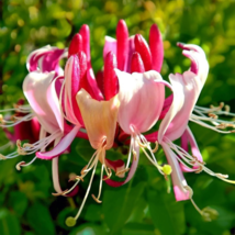 Honeysuckle Vine Plant - 100 Seeds - £6.96 GBP