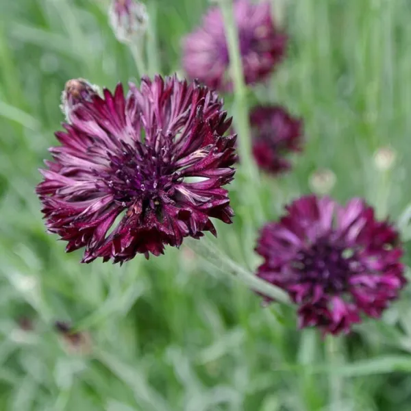 50 Black Ball Bachelor'S Button Seeds Annual Seed Flower Flowers581 Fresh - $9.98