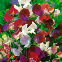 39 Sweet Pea Old Spice Mix Lathyrus Odoratus Flower Seeds - £13.34 GBP