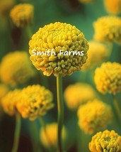 HSeeds 25+ Seeds Yellow Billy Button Flowers (Craspedia Globosa) - £5.59 GBP