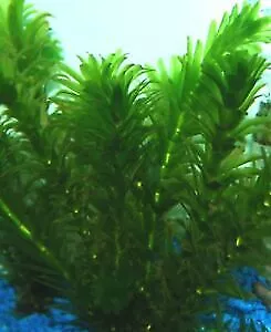 3x Anacharis Elodea Egeria Densa Live Aquarium Plants - $29.00