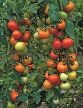 25 Moneymaker Tomato Seeds Heirloom Frees Gardening USA SHIPPING - $7.94