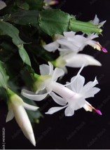 HEAVENLY SNOW White Christmas Cactus Schlumbergera Starter Plant Leaf Cu... - $3.99