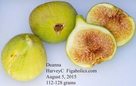 2 Pcs Deanna Fig Cuttings Propagation - $14.85