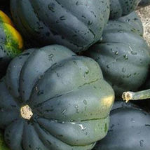 SHIP FROM US TABLE KING BUSH ACORN WINTER SQUASH -8 G ~70 SEEDS, NON-GMO... - £13.10 GBP