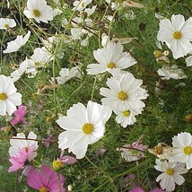 350 Purity White Cosmos Cosmos Bipinnatus Flower Seeds New Fresh Seeds - $14.90