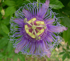 10 Pc Seeds Passiflora Incarnata Plant, Maypop Purple Seeds for Planting... - £23.55 GBP