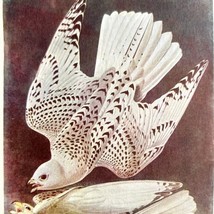 Gyrfalcon White Phase Bird Lithograph 1950 Audubon Antique Art Print DWP6C - £23.59 GBP