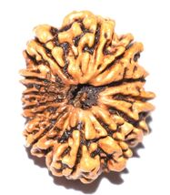 12 Mukhi Rudraksha - Collector Size - 28.12 mm - Nepal - IGL Certified - $271.95 CAD