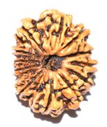 12 Mukhi Rudraksha - Collector Size - 28.12 mm - Nepal - IGL Certified - $173.75