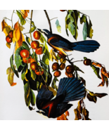 1979 Scrub Jay Color Plate Print Audubon Birds Of America Vintage Art F15K - $29.99