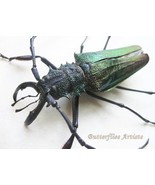 Psalidognathus Superbus Male Stunning Purple Green Gold Beetle Framed Sh... - $248.00