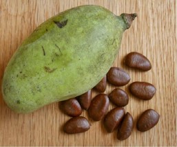 10+ Paw Paw Fruit Tree Seeds (Asimina Triloba) Indian Banana Hardy Plant - £4.86 GBP