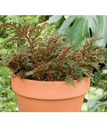 SML 15 Seeds Ruby Red Club Moss House Flowers Fast Shipping - €12,40 EUR