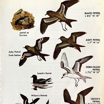 Petrels Sea Birds 7 Different Varieties 1966 Color Art Print Nature ADBN1s - $19.99