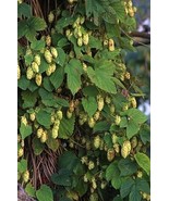 Humulus Lupulus Fuggles Hops Vine Seeds Fresh Seeds - $15.98