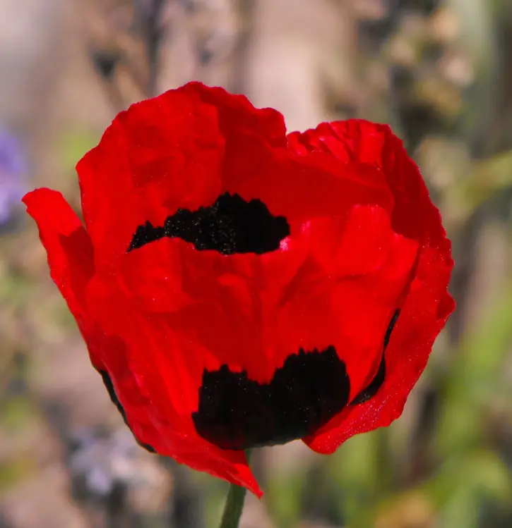 1000 Seeds Poppy TURKISH TULIP Red &amp; Black Huge Flowers Pollinators Non-GMO - £12.02 GBP