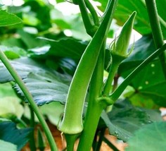 Fresh Garden Okra Seeds Emerald 50 Ct Vegetable NON-GMO Heirloom  - £7.04 GBP