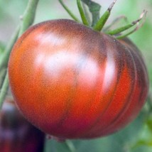 Black Sea Man Tomato Seeds 20 Seeds US Seller Fast Shipping - £11.18 GBP