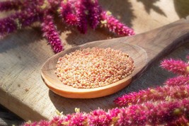 Deep Red Amaranth HEIRLOOM 500+ seeds Premium Strain 100% Organic Grown in USA - £3.58 GBP