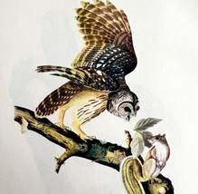 Barred Owl Bird Lithograph 1950 Audubon Antique Art Print DWP6B - $34.99