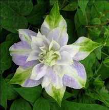 25 DBL Purple Green Clematis Flower Seeds #STL17 - £13.58 GBP