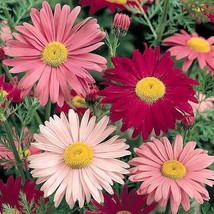 Painted Daisy Seeds 300+ Flower   Perrenial Multi-Color From US - $7.28