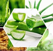 300Pcs Green Aloe Vera Plants Edible Beauty Edible Seed (Color: 300 pcs) - £7.89 GBP