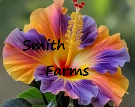 Item image 1 image 1