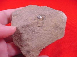 R408-C) 8 oz natural white Herkimer diamonds quartz crystals matrix NY specimen - £18.66 GBP