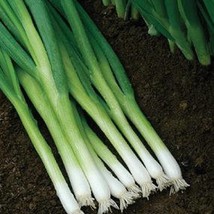 Scallion Evergreen Hardy White New Fresh Seeds - $15.98