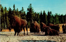 Bison Lower Geyser Basin Yellowstone National Park Postcard PC192 - £3.72 GBP