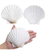 LUCKY BABY Scallop Shells for Crafts 4 5 Inches 10pcs Large Sea Shells for  - $46.06 CAD